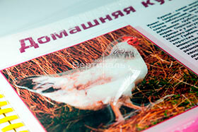Печать тактильных книг прес-форма курица